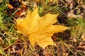 A yellow maple leaf lies on the ground on a sunny autumn day Royalty Free Stock Photo