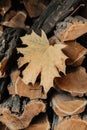 Yellow maple leaf lies on pile of firewood Royalty Free Stock Photo