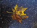 A yellow maple leaf lies on the wet asphalt. Royalty Free Stock Photo