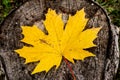 Yellow maple leaf lying on a brown stump Royalty Free Stock Photo