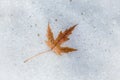 Yellow maple leaf lying down on melting snow background Royalty Free Stock Photo