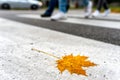 Yellow maple leaf lying on a pedestrian crossing. Legs of people on crosswalk. Autumn in city Royalty Free Stock Photo