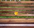 A yellow maple leaf is lying on a wet brown wooden bench Royalty Free Stock Photo