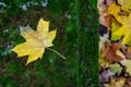 Image of Yellow maple leaf on the mossy grave in the church yard