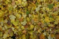 Yellow Maple leaf pile background