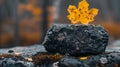 A yellow maple leaf is placed on top of black coal,rock charred by fire and smoke,blurred trees Royalty Free Stock Photo