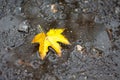 Yellow maple leaf in a puddle, an autumn rainy day_ Royalty Free Stock Photo