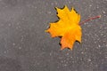 Yellow maple leaf in a puddle. concept of autumn mood and Canada day Royalty Free Stock Photo