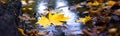 Yellow maple leaf in a puddle, panorama. Late autumn in the forest