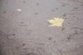 Yellow maple leaf in puddle Royalty Free Stock Photo