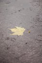 Yellow maple leaf during rainfall in puddle Royalty Free Stock Photo