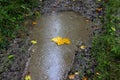 Yellow maple leaf in rainy weather fell into a puddle Royalty Free Stock Photo