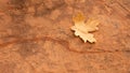 Yellow maple leaf on red sandstone rock Royalty Free Stock Photo