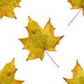 Yellow maple leaf. Seamless pattern of autumn yellowed leaves. Deciduous trees. Watercolor illustration for background Royalty Free Stock Photo