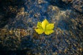 Yellow maple leaf on shiny transparent surface water of creek, natural sunlight. Autumn atmosphere background. Fall season concept Royalty Free Stock Photo