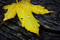 Yellow maple leaf Royalty Free Stock Photo