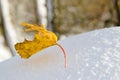 Yellow maple leaf on snow