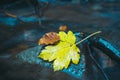 Yellow maple leaf on a stone background. Time step of color changes in young leaves. Concept of death in old age, aging Royalty Free Stock Photo