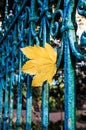 Yellow maple leaf stuck in an old blue fence. Autumn mood, leaf fall Royalty Free Stock Photo