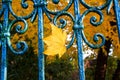 A yellow maple leaf stuck in an old blue fence. Autumn mood, leaf fall Royalty Free Stock Photo