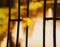 A yellow maple leaf stuck to the black metal on an autumn September day. The arrival of autumn and leaves falling from trees Royalty Free Stock Photo