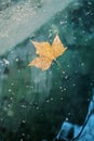Yellow maple leaf on the surface of a puddle among small dry particles Royalty Free Stock Photo