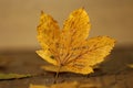 Yellow maple leaf with text  I will come again summer in german Royalty Free Stock Photo