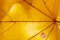 Yellow maple leaf in water droplets with a back light closeup. Autumnal ornament Royalty Free Stock Photo