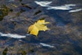 Yellow maple leaf on the waves of the river Royalty Free Stock Photo