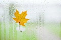 Yellow maple leaf on window glass with rain drops in the autumn rainy day, season is fall Royalty Free Stock Photo