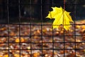 Yellow maple leaf on a wire fence Royalty Free Stock Photo