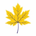 Yellow maple leaf. Yellow-purple leaf