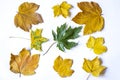 Yellow maple leafs as an autumn symbol. Isolated on white Royalty Free Stock Photo