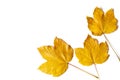 Yellow maple leafs as an autumn symbol. Isolated on white Royalty Free Stock Photo