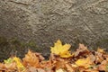 Yellow maple leaf, wall background. Royalty Free Stock Photo