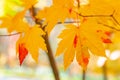 Yellow maple leave close up during autumn season Royalty Free Stock Photo