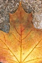 Yellow maple leave on dried leaves skeletons background closeup Royalty Free Stock Photo