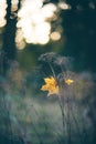 Yellow maple leave on dry grass Royalty Free Stock Photo