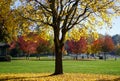 Yellow maple leave fall Royalty Free Stock Photo