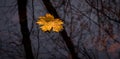 Yellow maple leave floating on the water, 1/2. Royalty Free Stock Photo