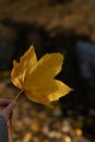 Yellow maple leave in hand Royalty Free Stock Photo