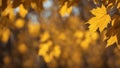 yellow maple leaves abstract nature autumn background with yellow leaves Royalty Free Stock Photo