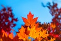 Yellow maple leaves. Autumn background. Leaves on blurry background. Natural background and wallpaper Royalty Free Stock Photo