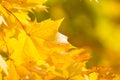 Yellow maple leaves in autumn. Royalty Free Stock Photo