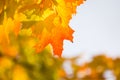 Yellow maple leaves in autumn. Royalty Free Stock Photo