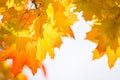 Yellow maple leaves in autumn. Royalty Free Stock Photo