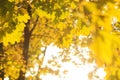 Yellow maple leaves in autumn forest, selective focus. Royalty Free Stock Photo