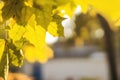 Yellow maple leaves in autumn forest, selective focus. Royalty Free Stock Photo