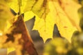 Yellow maple leaves in autumn forest, selective focus. Royalty Free Stock Photo
