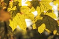 Yellow maple leaves in autumn forest, selective focus. Royalty Free Stock Photo